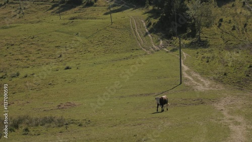 A single cow walking across a lush green field in a serene rural landscape