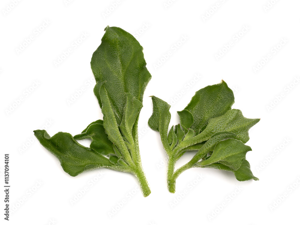 アイスプラント