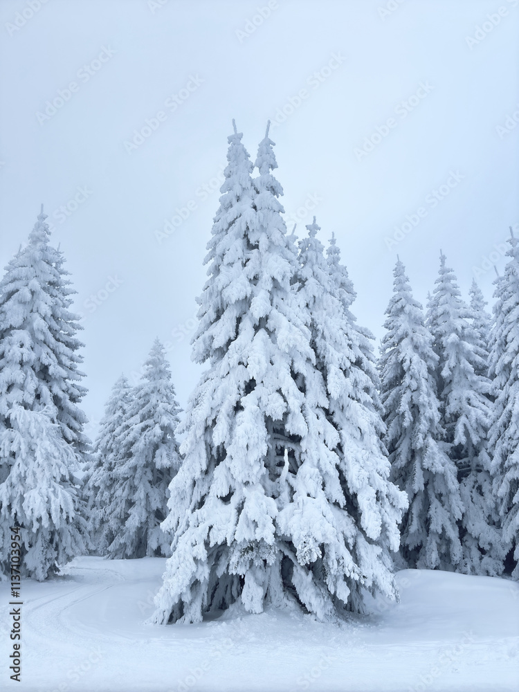 Naklejka premium snow covered pine forest. winter landscape. winter atmosphere. winter background. abstract. aesthetic. atmospheric. nature. minimalism 