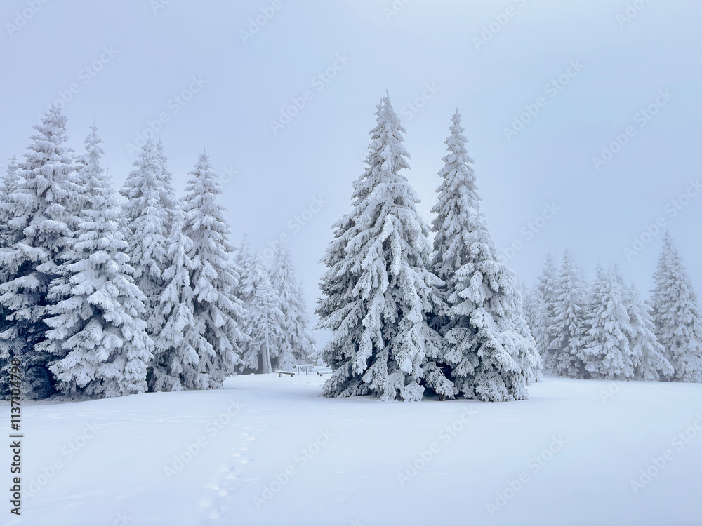 snow covered pine forest. winter landscape. winter atmosphere. winter background. abstract. aesthetic. atmospheric. nature. minimalism snow covered pine forest. winter landscape. winter atmosphere. winter background. abstract. aesthetic. atmospheric. nature. minimalism