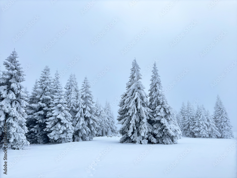 Obraz premium snow covered pine forest. winter landscape. winter atmosphere. winter background. abstract. aesthetic. atmospheric. nature. minimalism 