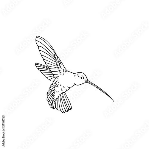 a black and white drawing of a hummingbird vector illustration