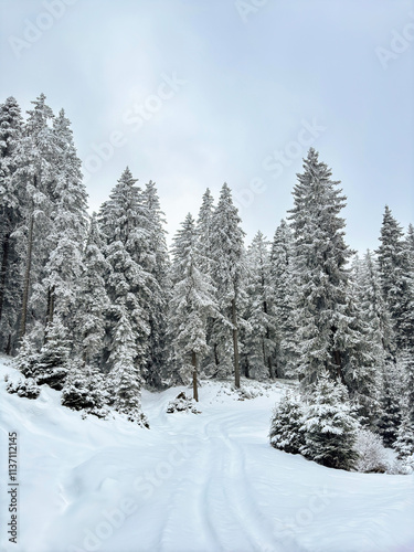 snow covered pine forest. winter landscape. winter atmosphere. winter background. abstract. aesthetic. atmospheric. nature. minimalism 