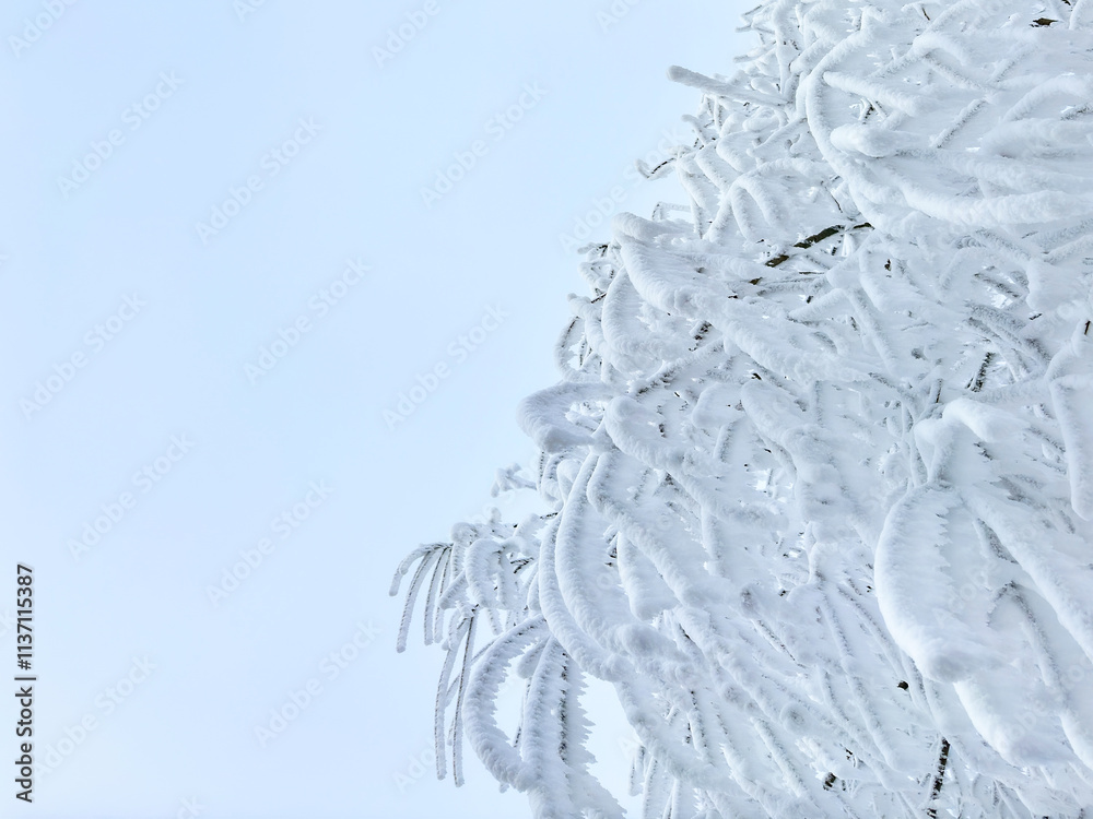 Fototapeta premium close up of snow covered tree branches. winter background. abstract background. botanical background. minimalistic. aesthetic. conceptual. wallpaper 