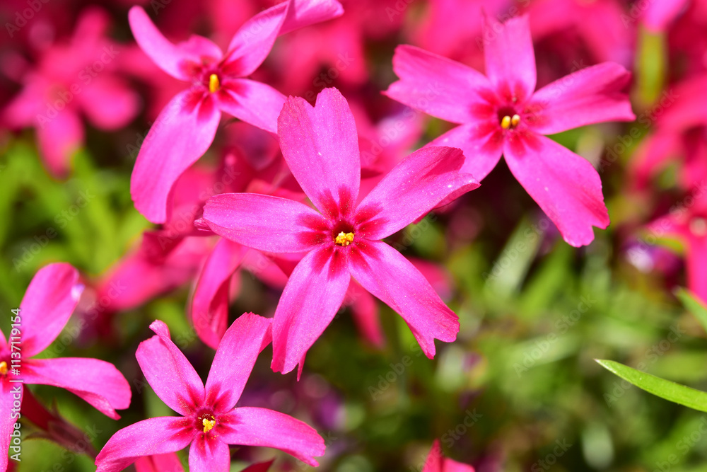 濃いピンクの芝桜のアップ 濃いピンクの芝桜のアップ