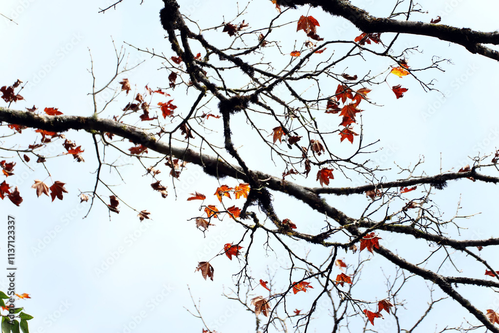 Tree branches with red autumn leaves on the way to Lung Cu
Tree branches with red autumn leaves on the way to Lung Cu