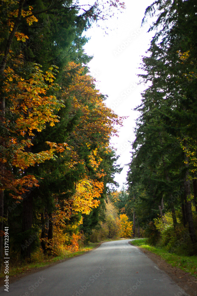 road in autumn forest road in autumn forest