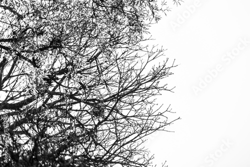 silhouette of a tree in a black and white style photo in Rio de Janeiro. photo