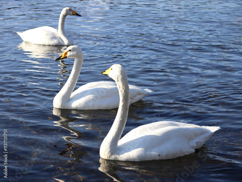 Fototapeta Naklejka Na Ścianę i Meble -  水面に浮かぶ白鳥