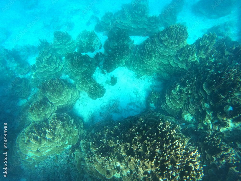 Fototapeta premium 不思議な水中世界 パラオハマサンゴ