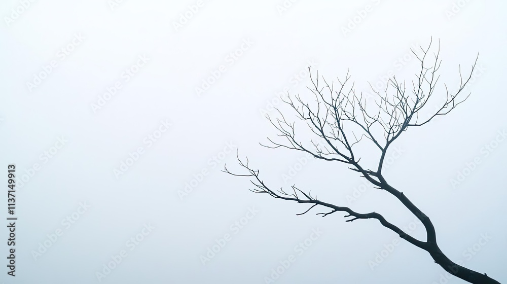Obraz premium Mysterious fog concept. A solitary, bare tree branch silhouetted against a soft, misty background.