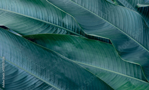 Tropical green leaf texture background