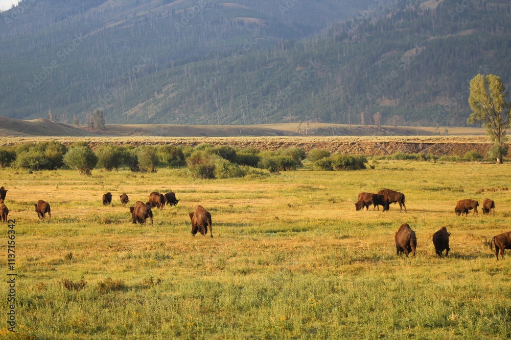 Herd of bison in the fields Herd of bison in the fields