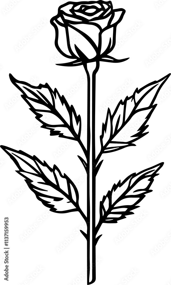 Naklejka premium Red Rose Images for Designers