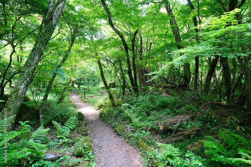 Fototapeta premium fine spring path to the light