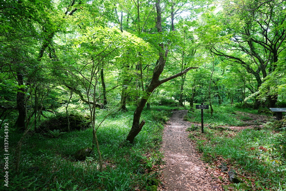 refreshing spring forest and fine path refreshing spring forest and fine path