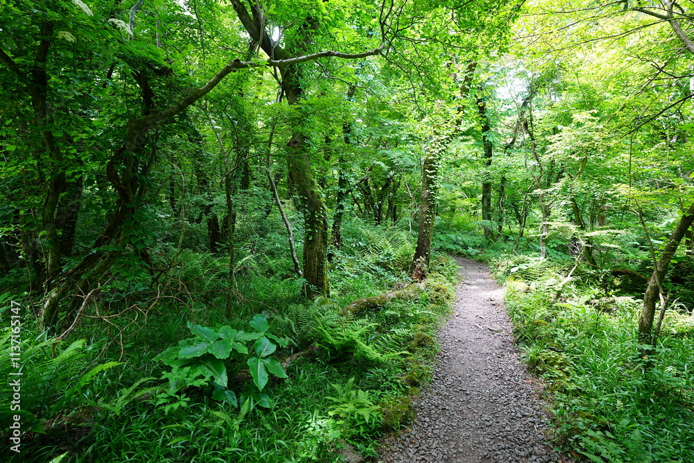 Obraz premium fine spring path to the light