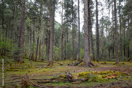 Deep in the tranquil forest of Basong Lake photo