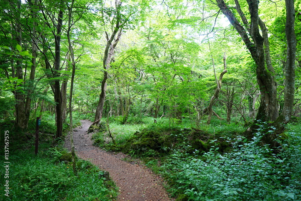 Fototapeta premium fine spring path to the light