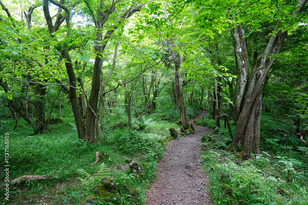 Fototapeta premium refreshing spring forest and fine path 