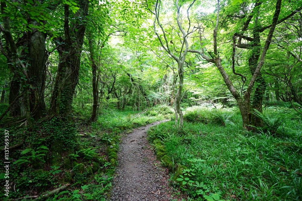 Obraz premium fine spring path to the light