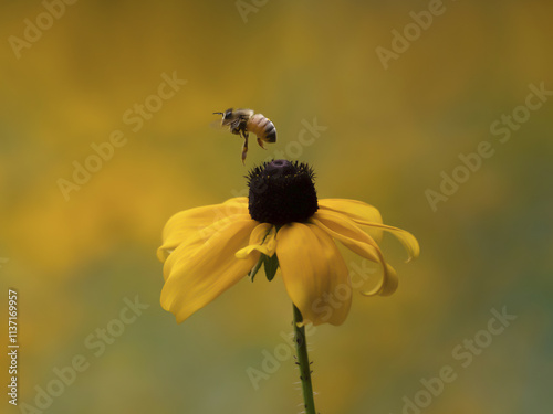 Bee Flying Above a Black Eyed Susan