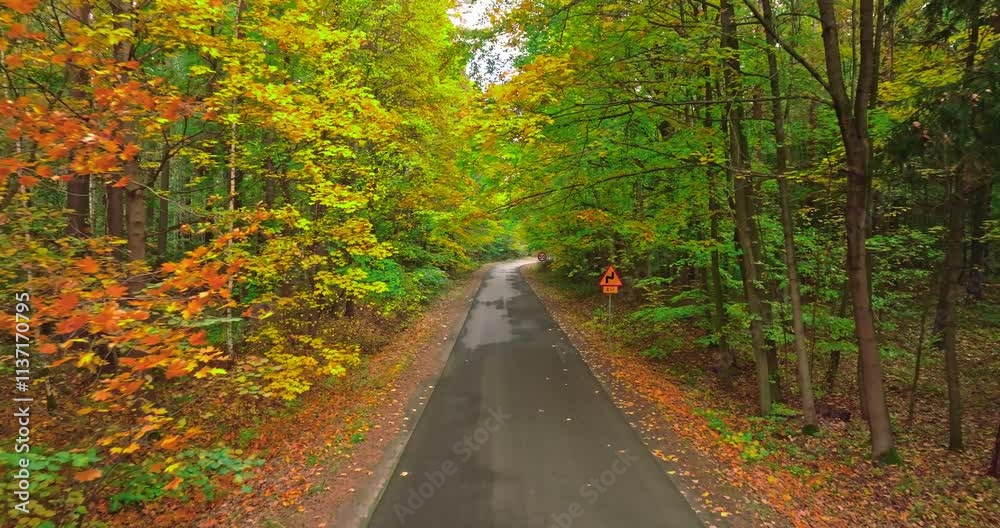 Autumn path through forest. Aerial view of wildlife, Poland Autumn path through forest. Aerial view of wildlife, Poland