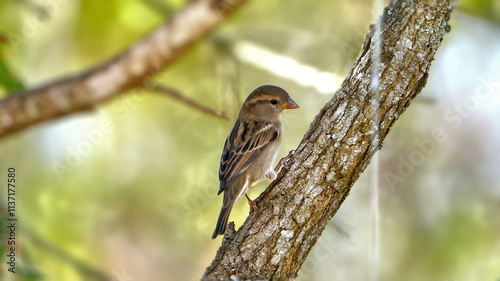 House sparrow perched in Texas oak tree with autumn orange leaves background