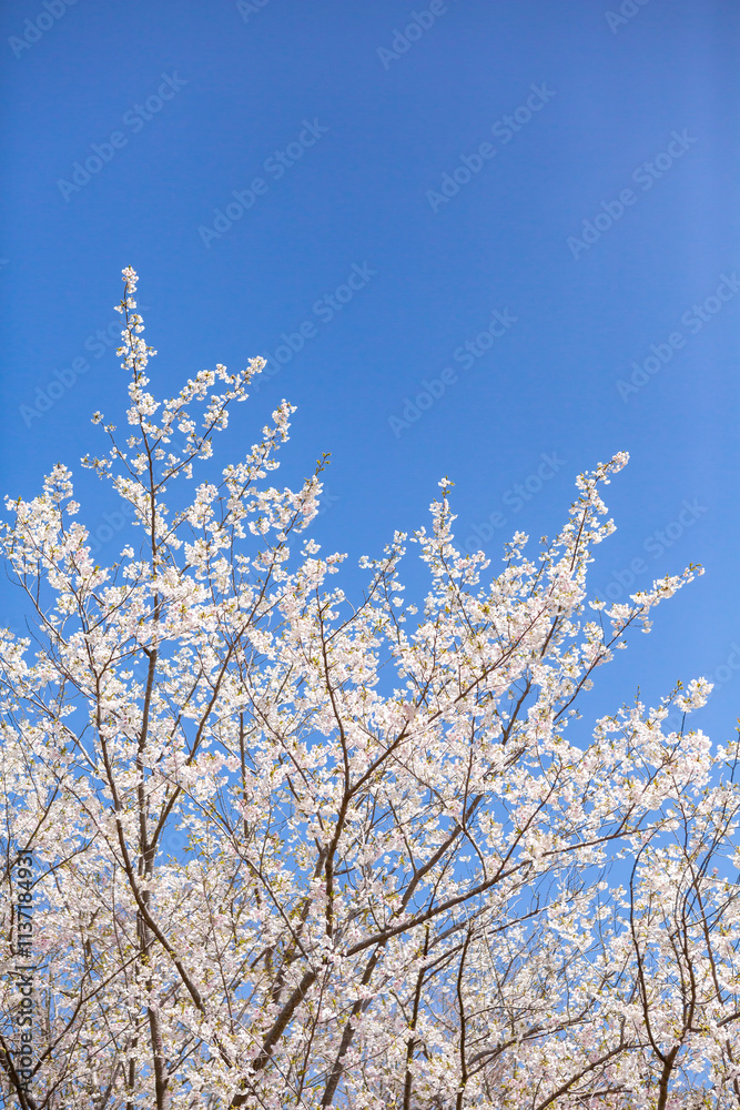 白い大島桜