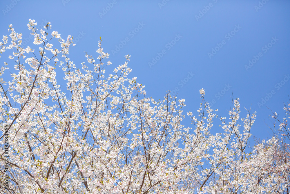 白い大島桜