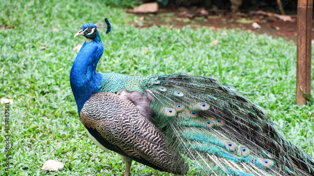 Obraz premium The Indian peafowl (Pavo cristatus) blue peafowl, peach pied peafowl.