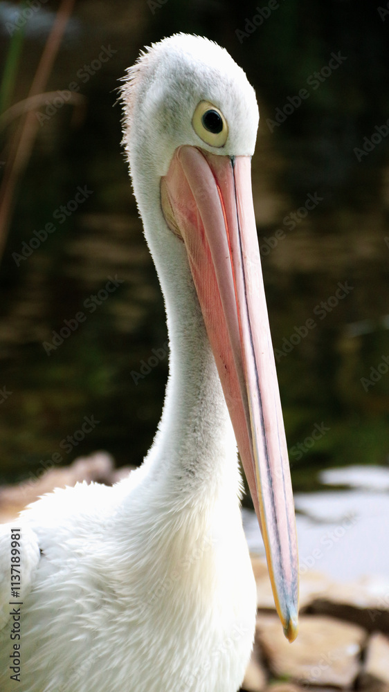 White Pelican (Pelecanus onocrotalus) Close-up view of a pelican walk by the pond White Pelican (Pelecanus onocrotalus) Close-up view of a pelican walk by the pond