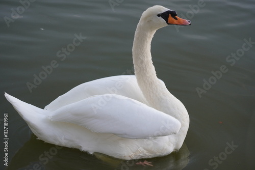 mute swan cygnus olor