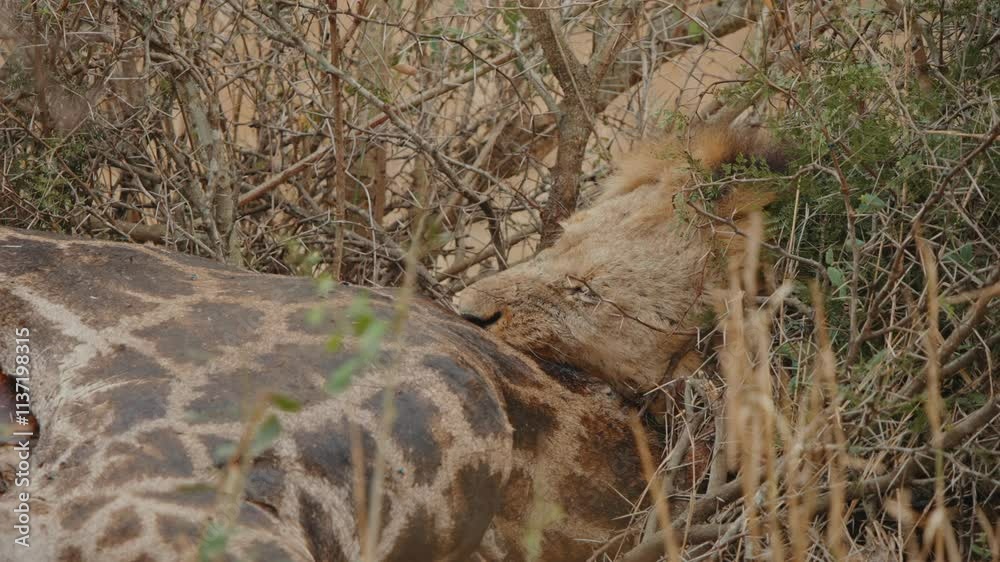 Lion in Kruger National Park South Africa chewing on neck of fallen giraffe ripping into meat Lion in Kruger National Park South Africa chewing on neck of fallen giraffe ripping into meat