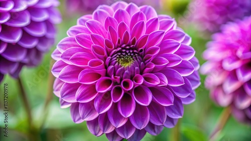 Macro shot of a vibrant dahlia elma purple flower, dahlia, elma, purple, flower, macro, close up, petals, vibrant, nature