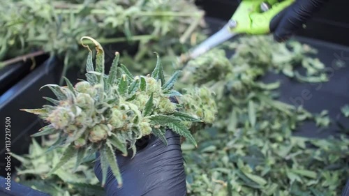 Worker trimming fresh cannabis buds by hand wearing gloves.