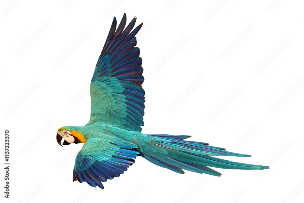 Fototapeta premium Colorful flying Blue and Gold Macaw parrot isolated on transparent background png file