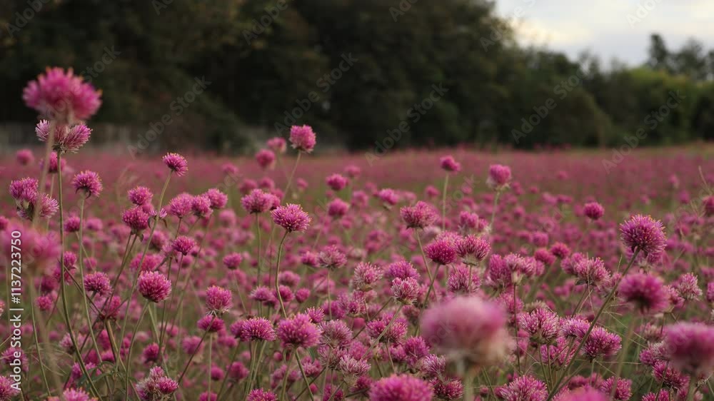 field of flowers field of flowers