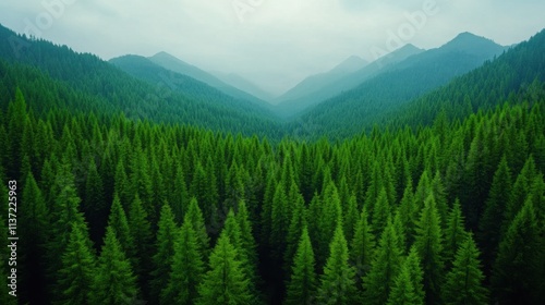 Exploring abundance in a dense forest nature aerial view serenity