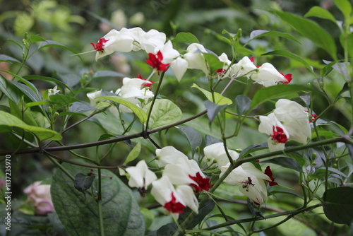 Colorful bleeding heart Vine Flowers Red and White photo