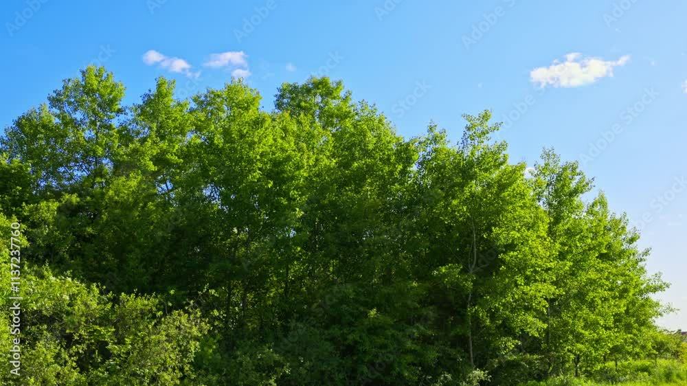 The beautiful lush green foliage creates a striking contrast against the clear blue sky above The beautiful lush green foliage creates a striking contrast against the clear blue sky above