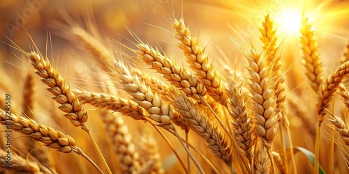 Golden wheat stalks bathed in the warm glow of the sun, a symphony of nature's bounty photo