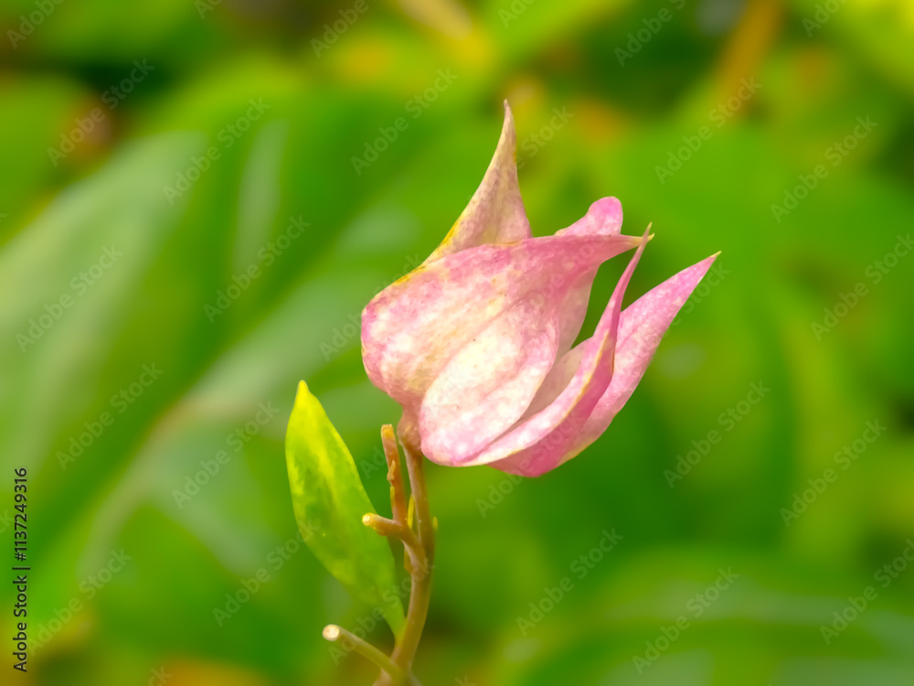 A close-up of delicate pink flowers blooming against a backdrop of lush green leaves. A close-up of delicate pink flowers blooming against a backdrop of lush green leaves.