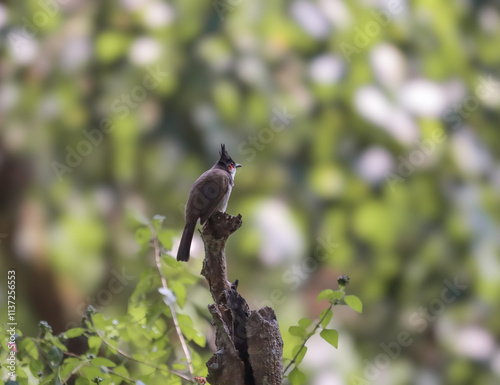 The red-whiskered bulbul (Pycnonotus jocosus), or crested bulbul, is a passerine bird found in Asia photo