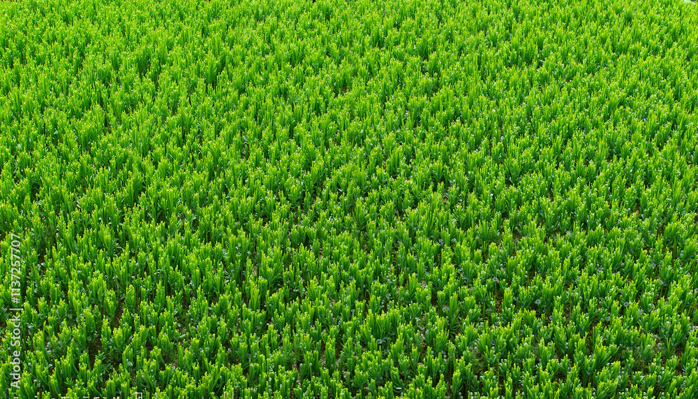 Fototapeta premium Lush green grass field background.