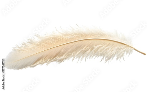 Single Pale Cream Ostrich Feather Isolated photo