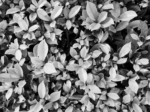 A close-up of the black-and-white Ficus altissima highlights smooth, elliptical leaves in varying sizes and textures, with contrasting light and shadow that enhances depth and natural patterns.
 photo