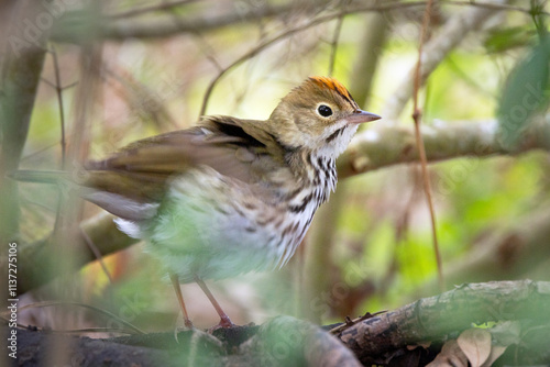 An ovenbird (Seiurus aurocapilla), a ground-walking warbler, looks cute in southwest Florida photo