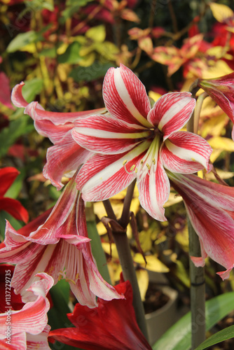 Amarlilis, Hippeastrum vittatum, red and white flowers, red and white Amarlilis photo