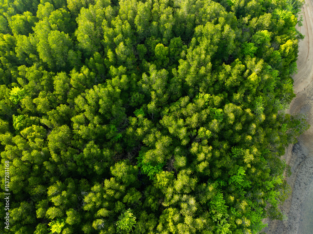 Naklejka premium Amazing abundant mangrove forest,Aerial view of forest trees Rainforest ecosystem and healthy environment background,Texture of green trees forest background